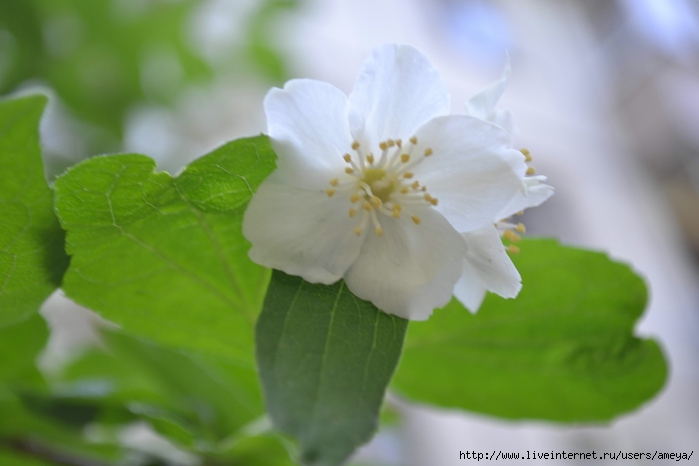 DSC_0190 (700x466, 151Kb)