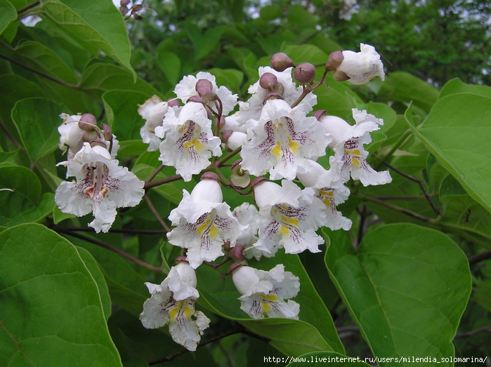 Catalpa29 (700x523, 313Kb)