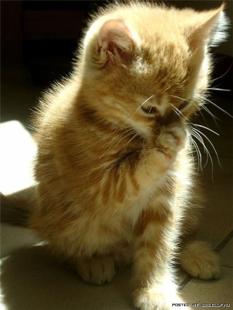1401993486_05 (480x640, 52Kb)