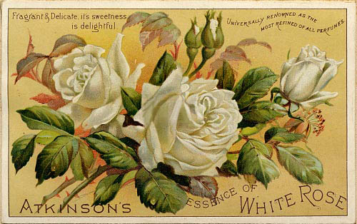 http://img0.liveinternet.ru/images/attach/b/4/113/659/113659418_whiterose.jpg