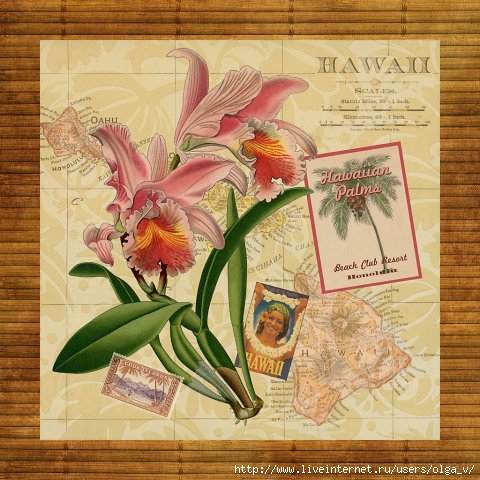 4964063_phoca_thumb_l_aloha_orchid01 (480x480, 167Kb)