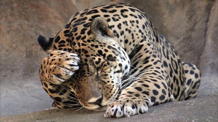 leopard-wallpaper-1366x768 (700x393, 236Kb)