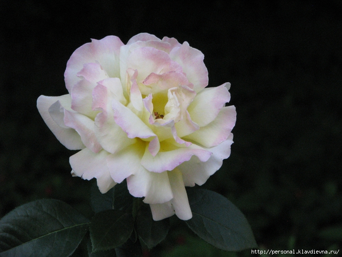 IMG_1705 (700x525, 241Kb)