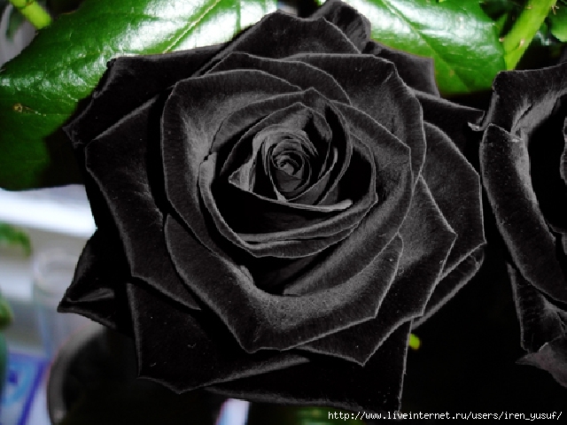 0b3368bc4d1950d0352c333461317dbe (640x480, 209Kb)