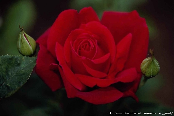 27b1cb9a7add32132d4b9a942a9a89e1 (700x466, 153Kb)