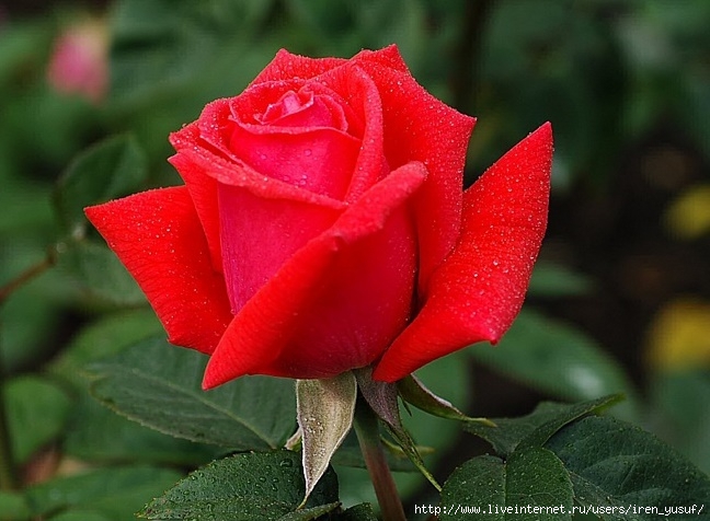 100422792_large_post91271396367 (648x476, 190Kb)