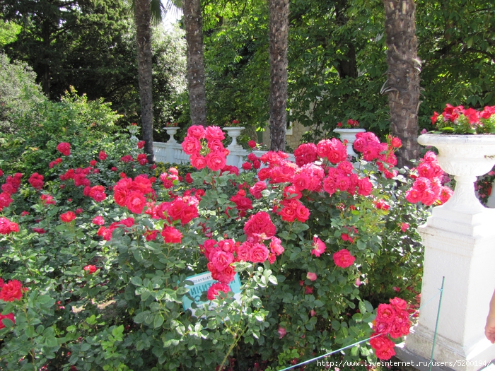 IMG_6910 (700x525, 457Kb)