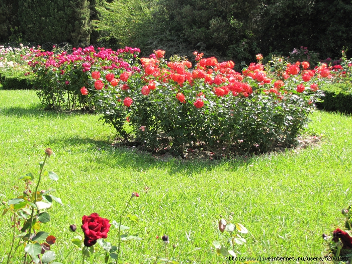 IMG_6889 (700x525, 510Kb)