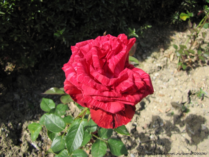 IMG_6892 (700x525, 305Kb)