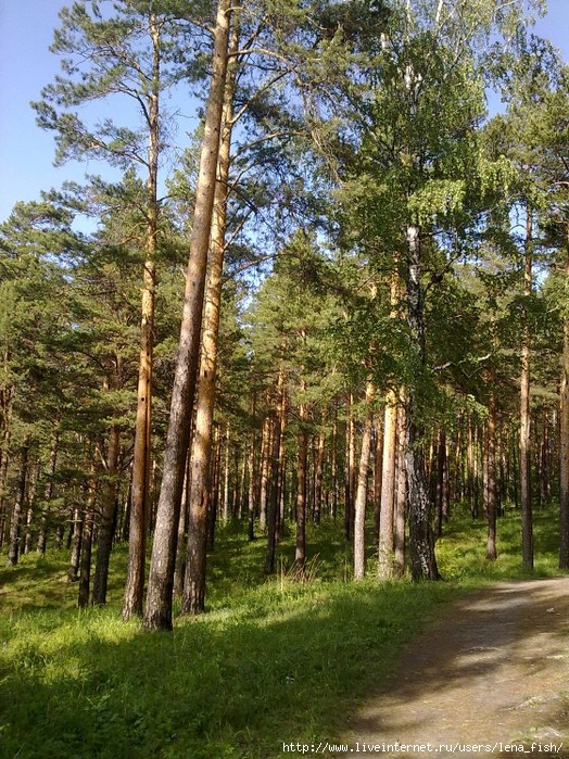 Кайская гора. Роща курорт Ангара. Парк Ангара Иркутск. Кайская роща Иркутск. Грибоедовская роща Иркутск.