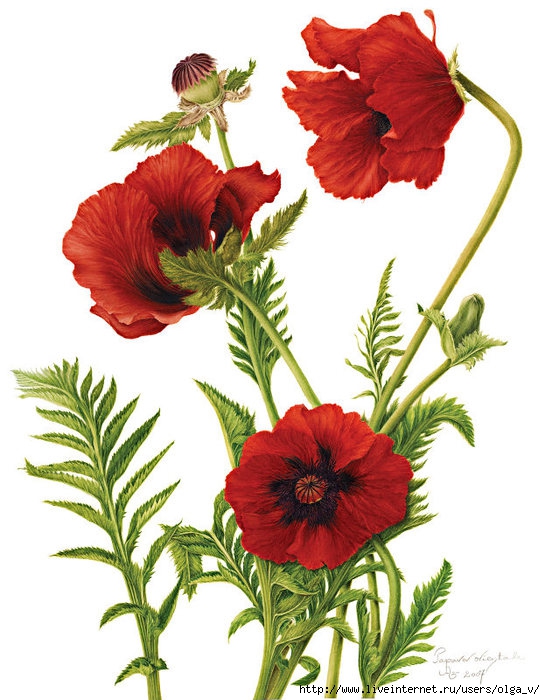 4964063_27redpoppy (545x700, 226Kb)