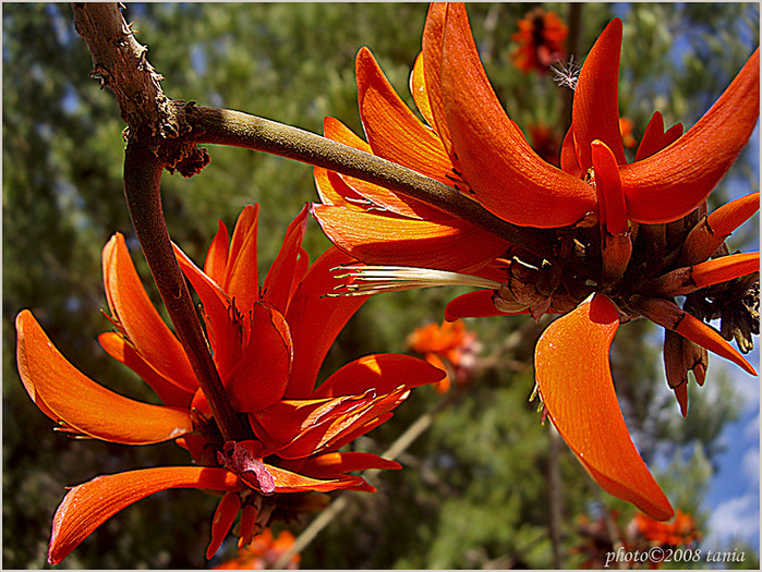 Erythrina_08 (700x525, 236Kb)