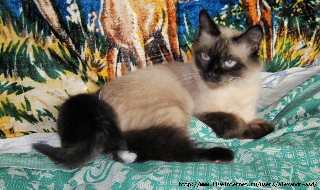 IMG_1170 (640x380, 215Kb)