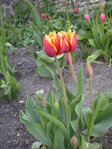  P5176606 (480x640, 264Kb)