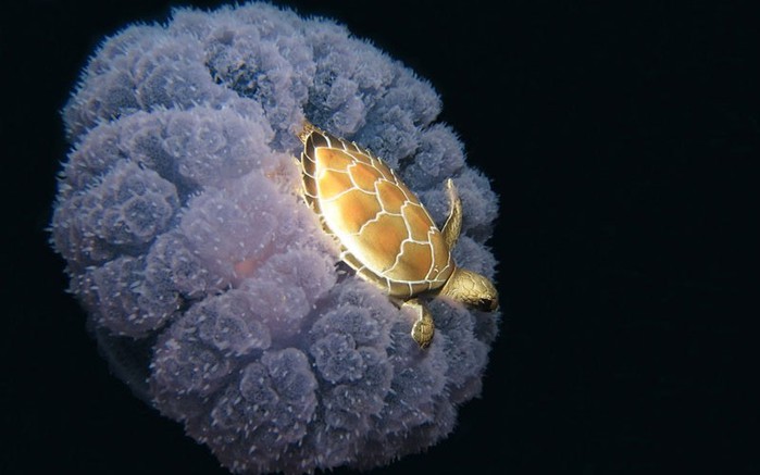 turtle_riding_a_jellyfish_8__x5___134658525__achilorx56 (700x437, 52Kb)