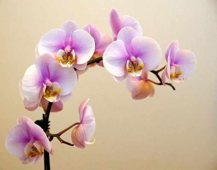 012_edited-1 (700x549, 101Kb)