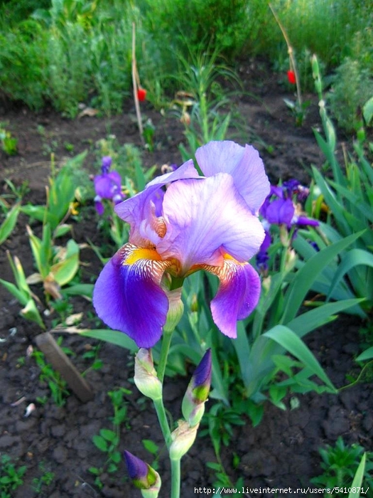 IMG_7195 (525x700, 300Kb)