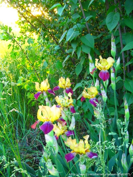 IMG_7199 (525x700, 413Kb)