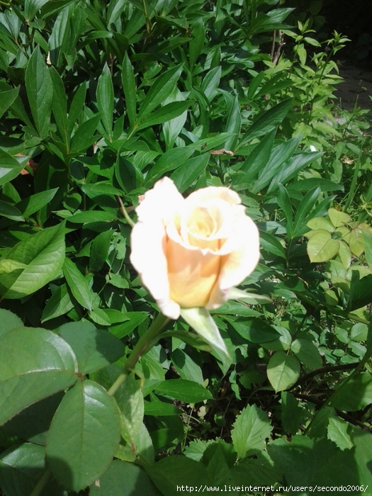 Фото0755 (525x700, 328Kb)