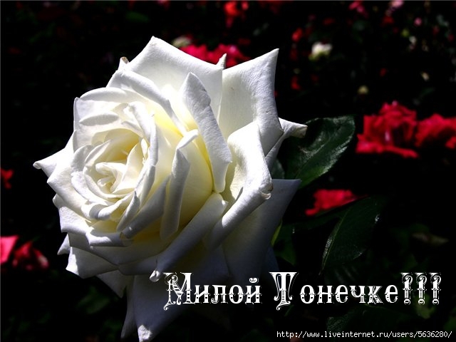 -pics_max-images_5652 (640x480, 140Kb)