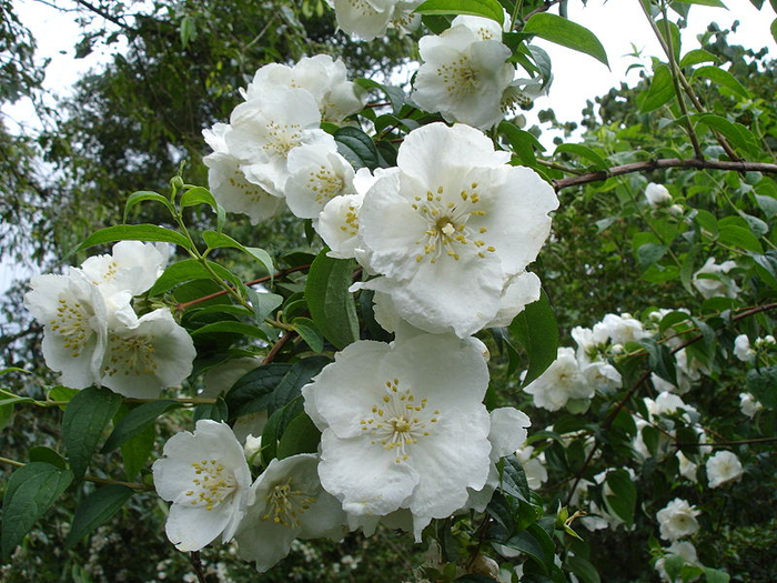 800px-Philadelphus_Beauclerk1b_UME (700x525, 485Kb)