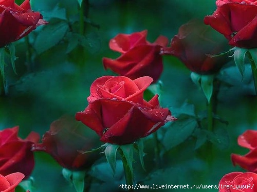 0_698ba_8443ecb8_L (500x375, 102Kb)