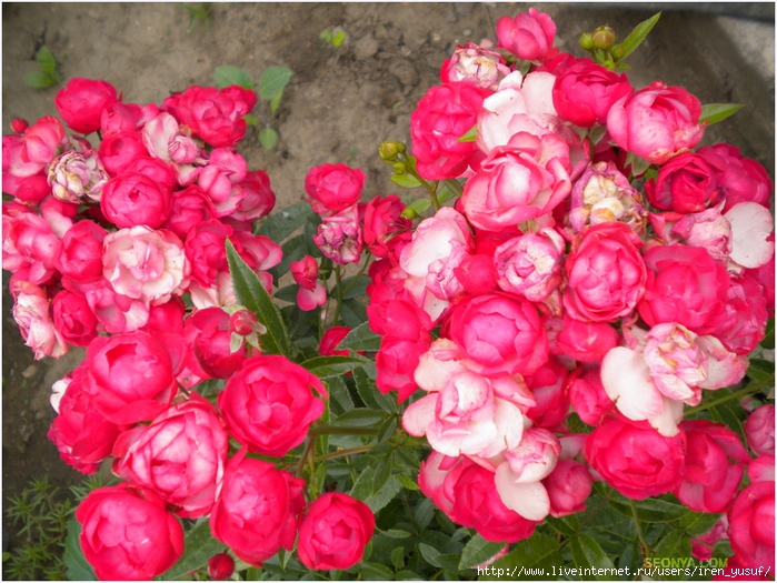 5652d4259f8d528323a2701e4194474b (700x525, 351Kb)