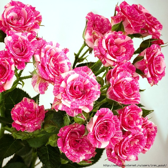 pink (700x700, 487Kb)