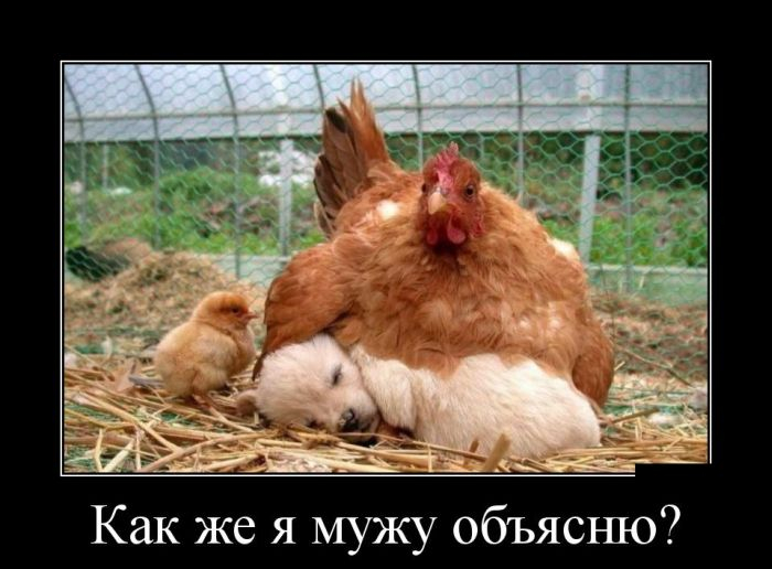 vesielie_demotivators_zapilili.ru_39 (700x516, 235Kb)