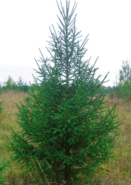 Глаука Коника – маленькое дерево зимнего счастья (5) (497x700, 452Kb)