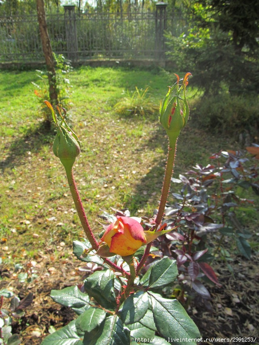IMG_3967 (525x700, 302Kb)