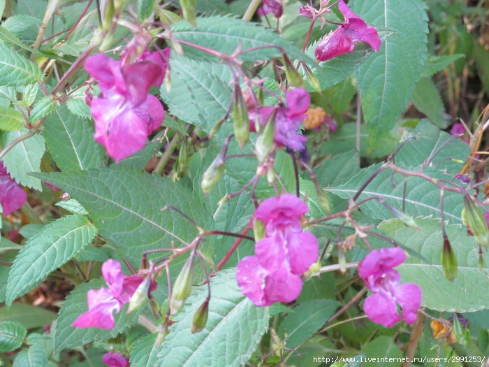 IMG_3980 (700x525, 254Kb)