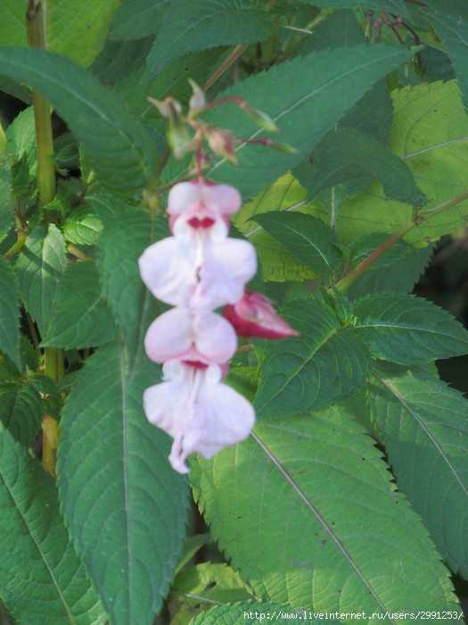 IMG_3978 (525x700, 205Kb)