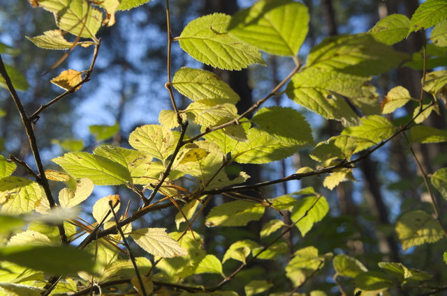 DSC02729 (640x425, 404Kb)