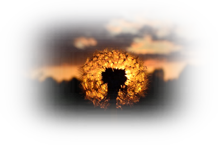 dandelion-336430_640 (700x465, 296Kb)