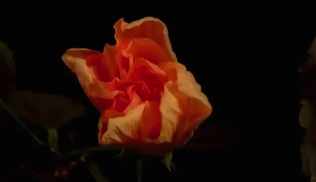 0_bc4f3_51389ca1_XL (640x369, 980Kb)