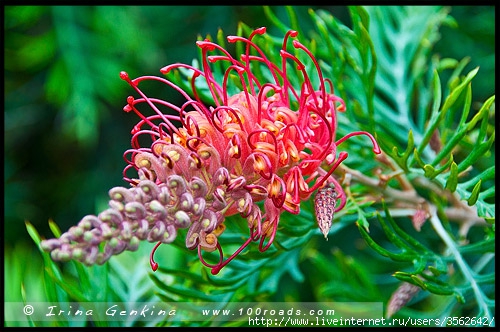 gpd_grevillea (500x332, 169Kb)