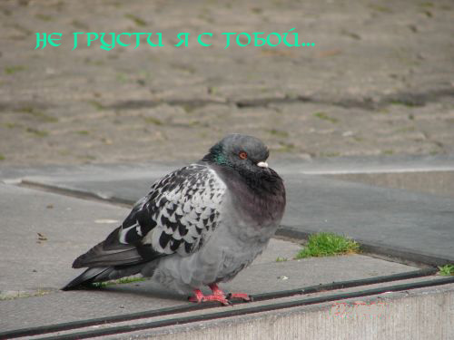  (500x375, 63Kb)
