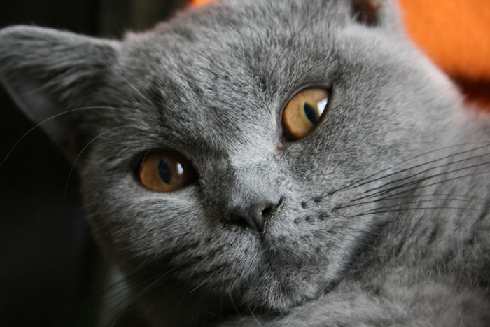 IMG_0728s (700x467, 80Kb)