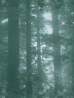 33794571_1224145403_13 (244x325, 16Kb)
