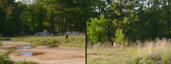  Georgia's Deer