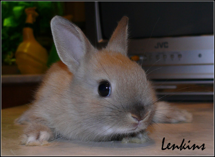 P1250350     (700x513, 91Kb)
