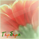  (150x150, 29Kb)