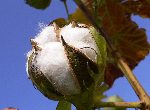 (500x368, 105Kb)