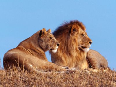 normal_African_Lions (400x300, 25Kb)