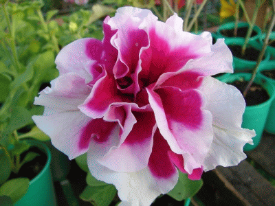 petunia (400x300, 74Kb)