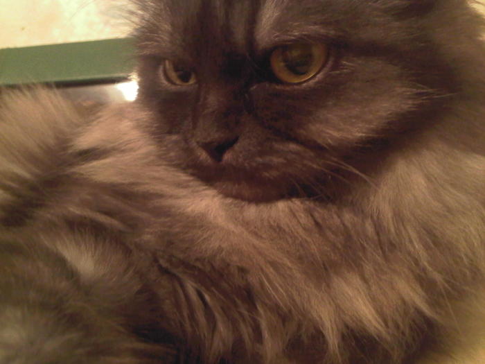 Photo-0012 (700x525, 37Kb)