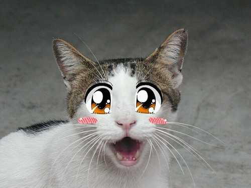  (500x375, 15Kb)