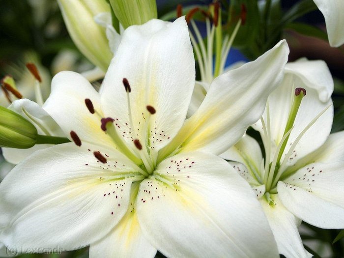 27450188_1213813267_White_Lillies_wallpaper[1] (700x525, 64Kb)