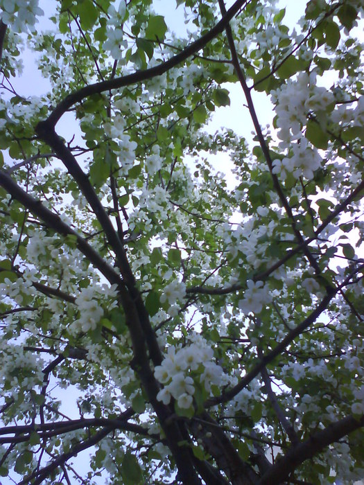 DSC01451 (525x700, 161Kb)